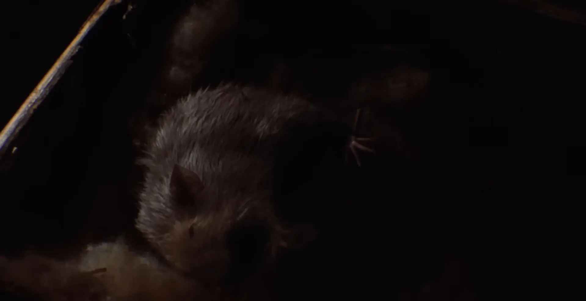 A close-up of a small animal in a dark scene from a movie final scene, part 3 mystery moment.