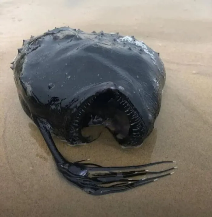 Anglerfish From The Ocean Depths Was Washed Ashore