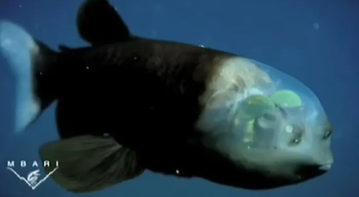 Fish With Transparent Head