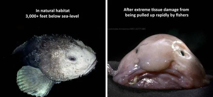 How A Blobfish (A Deep Sea Fish) Looks With And Without The Extreme Water Pressure