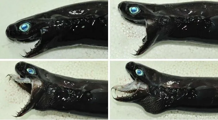 For Your Viewing Pleasure: The Viper Dogfish