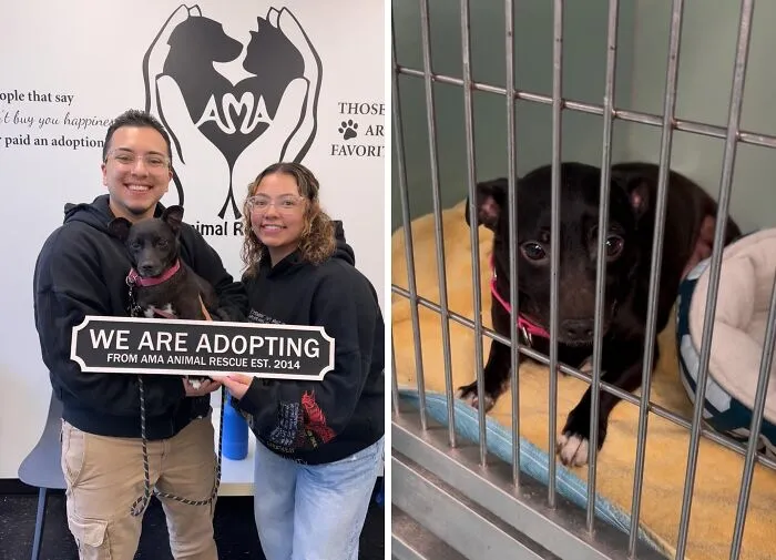 Couple adopting a rescued dog, holding a sign about adoption, next to a before photo of the dog in a shelter cage.