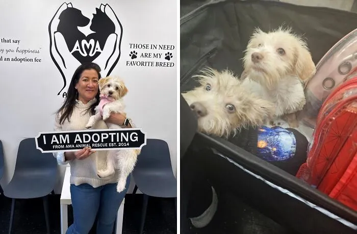 Woman holding a small dog with an adoption sign and before photo of two adopted animals in a carrier.
