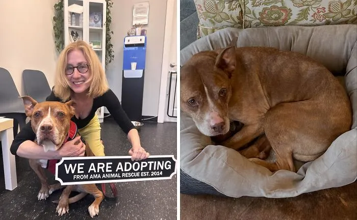 Adopted dog with happy owner holding rescue sign and resting comfortably in pet bed showing second chance transformation