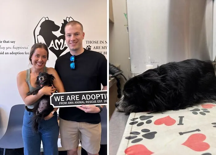 Couple holding a newly adopted dog next to a before photo showing the dog's recovery, highlighting adopted animals' stories.
