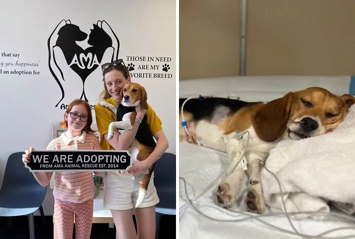 Happy adopted beagle resting in a cozy bed with before-and-after photos showing second chances for animals