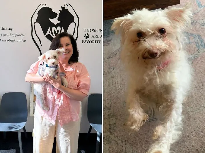 Before-and-after photos of an adopted small white dog showing the power of second chances for rescued animals.