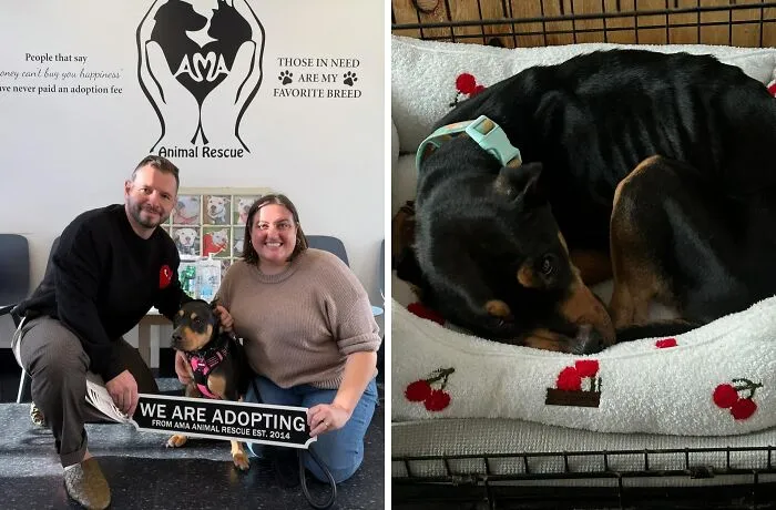 Happy adopted dog with new family at animal rescue center showing the power of second chances for animals