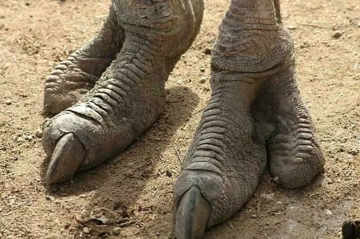 Estas son las patas de un avestruz, por si alguien se preguntaba adónde fueron los dinosaurios.