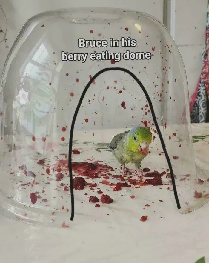 It's The Splatter Of The Berries