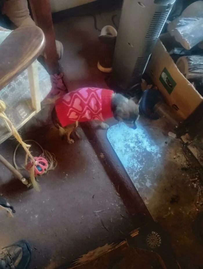 A small dog in a pink sweater stands on a messy floor next to a bright blue glowing puddle, showcasing a lucky dumpster diving find.