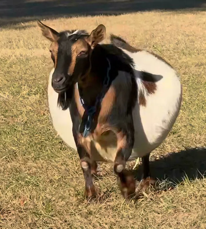 Of A Pregnant Goat