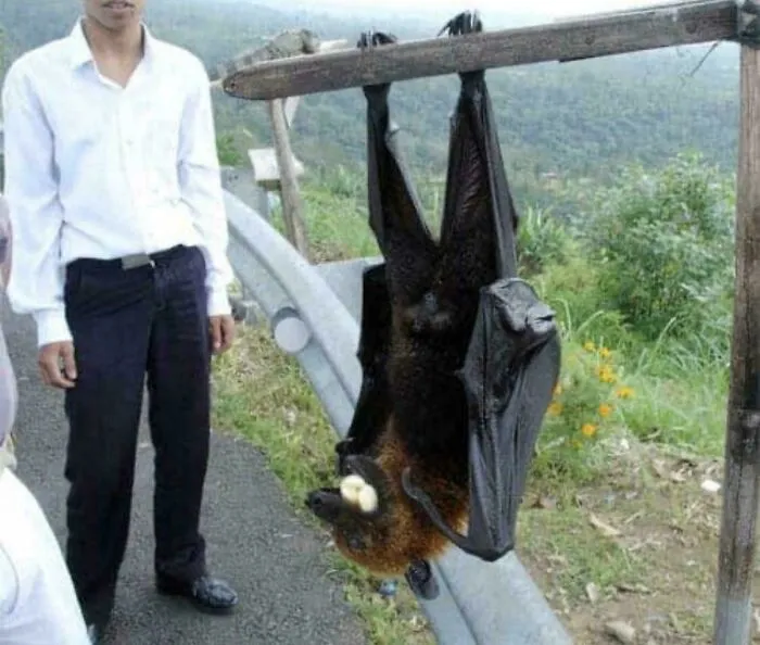 Zorro volador