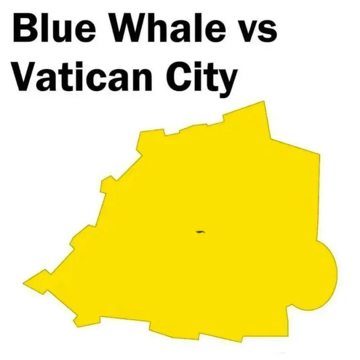 An interesting size comparison map showing a tiny blue whale icon inside the borders of Vatican City.