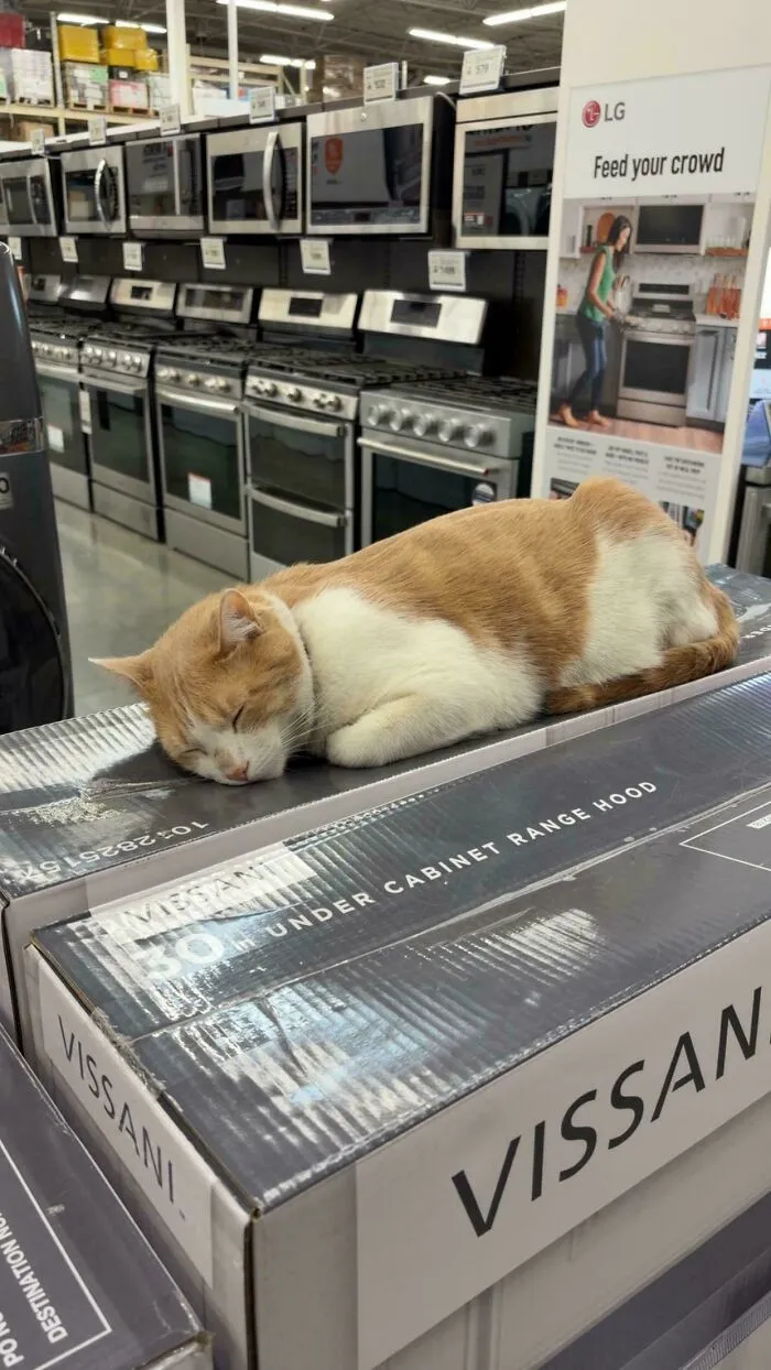 There Was A Cat At My Local Home Depot