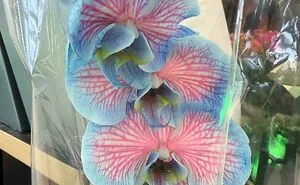 116 “Mildly Interesting” Things That You May Have Never Seen Before (New Pics)