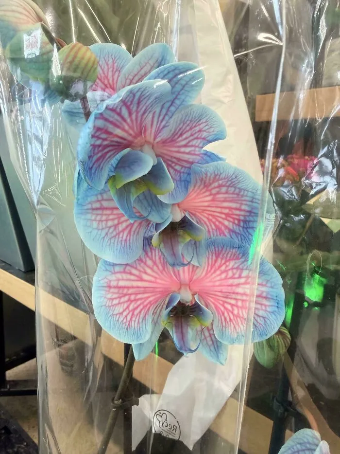 A Cool Blue Orchid I Found In A Supermarket