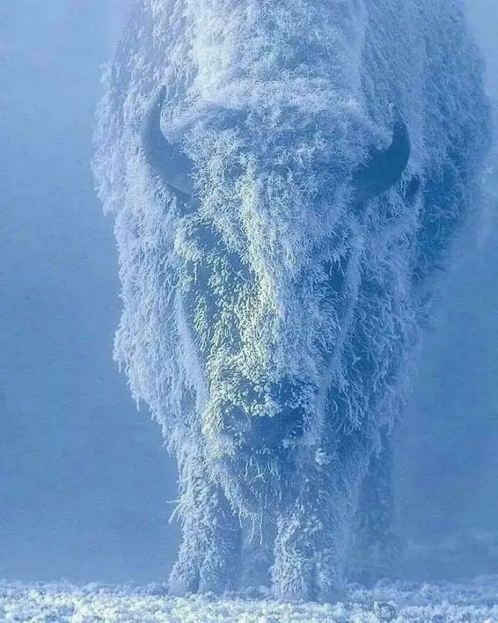Así se ve un bisonte a -35ºC