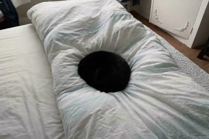 Sleeping Black Cat Is Like A Portal To Another Universe