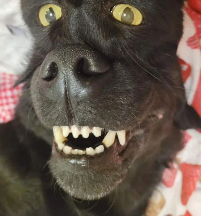 Special Doggo