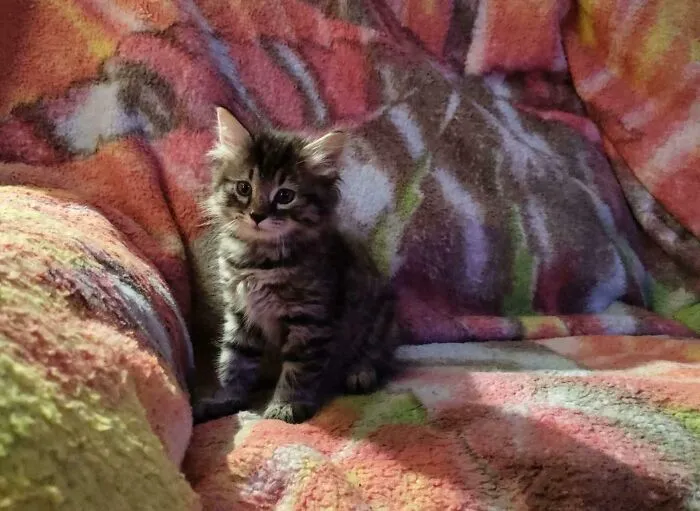 My Dumpster Find Of The Century. Meet Noodle