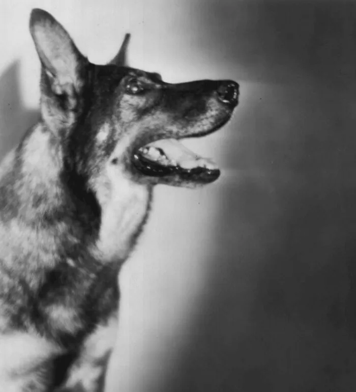 Rin Tin Tin - Motion Picture Star