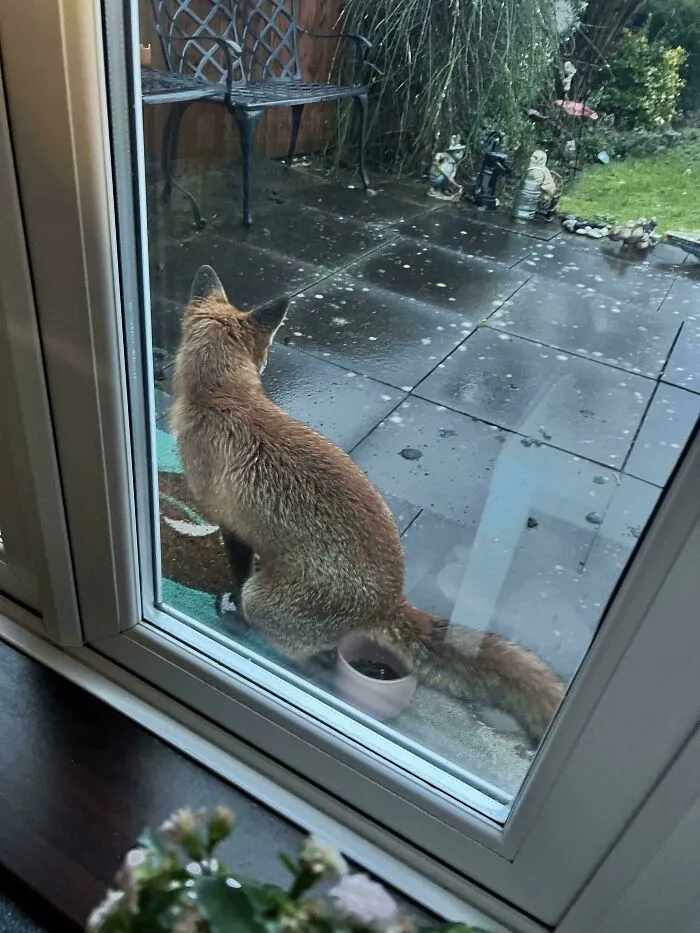 I Was Casually Drinking My Morning Coffee Minding My Own Business And A Fox Came And Crapped In A Plant Pot