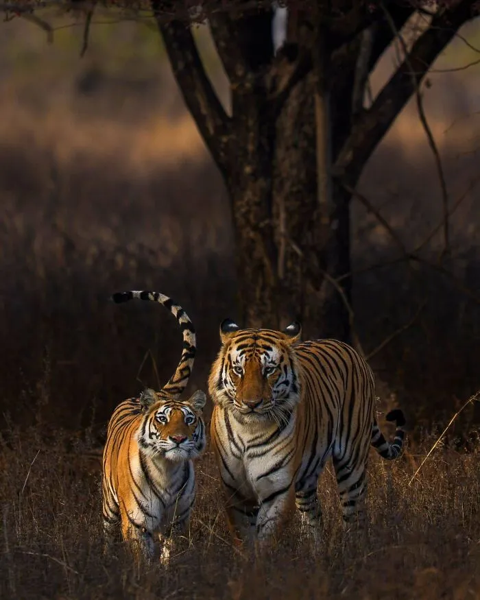 🔥 Stunning Shots Of A Gorgeous Mating Pair From Panna Tiger Reserve