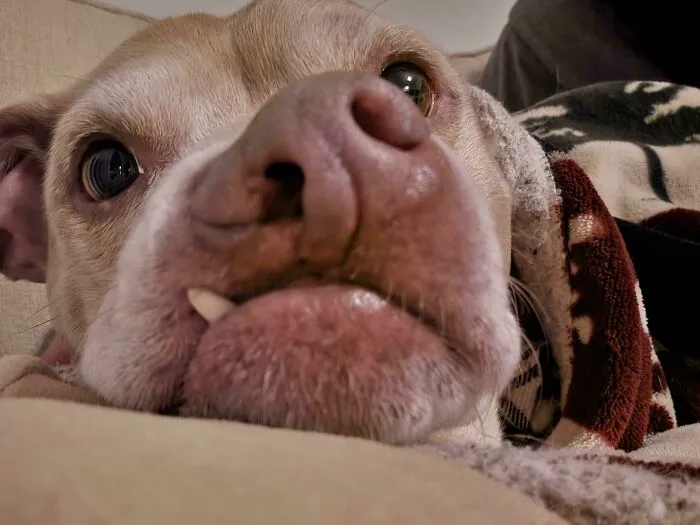 A Special Snoot To Brighten Your Day!