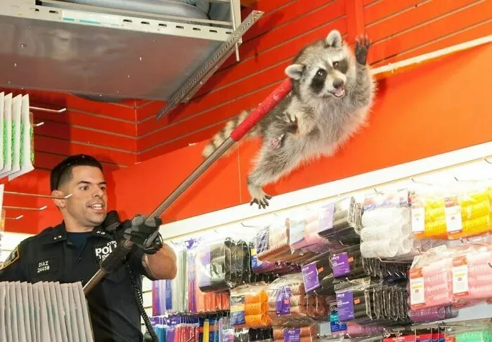La policía escoltando a un mapache fuera de un salón de belleza