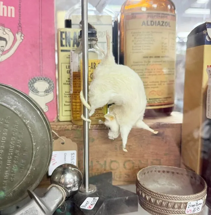 Spotted Yesterday At The Antique Store