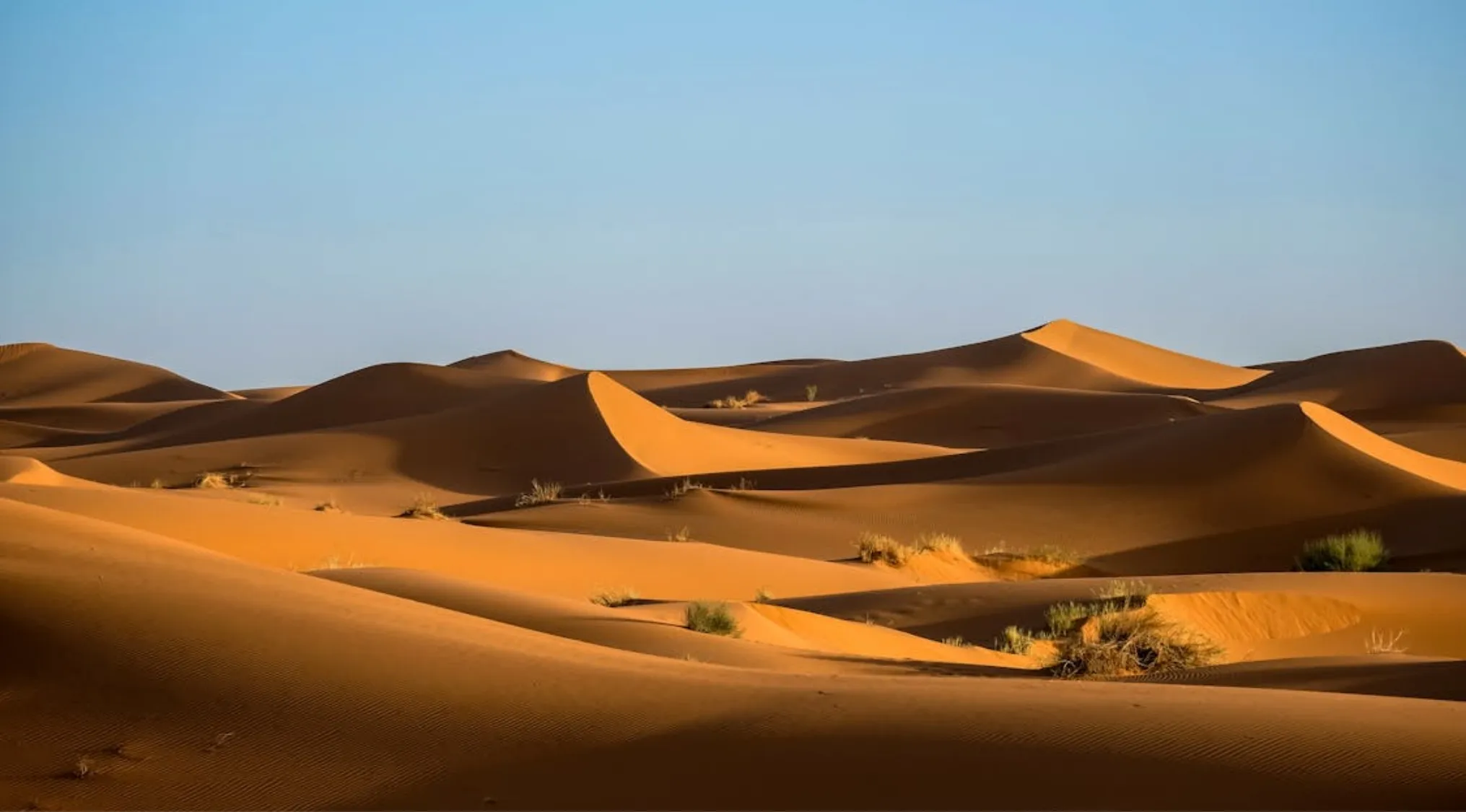 Vast sand dunes and sparse vegetation in the Sahara Desert highlighting geography and the largest portion country.