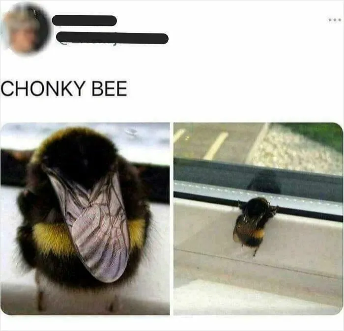 Of A Bee