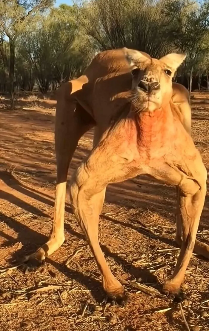 Of A Kangaroo