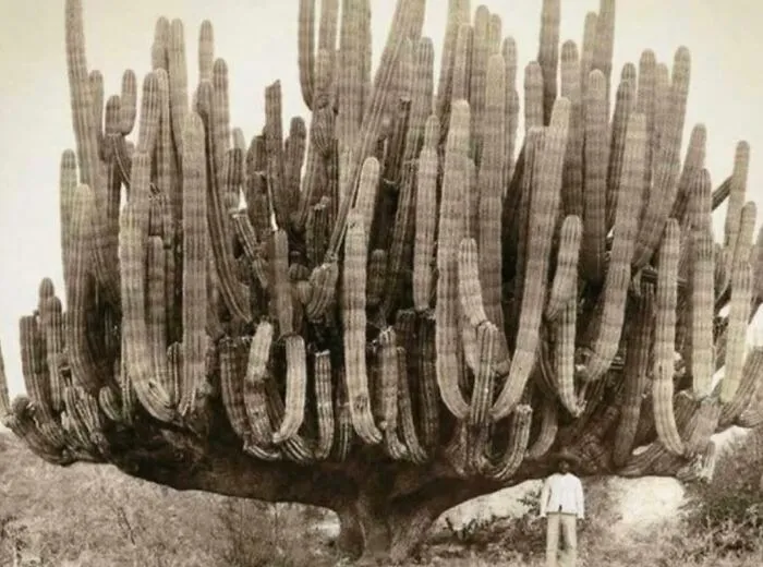 Cactus