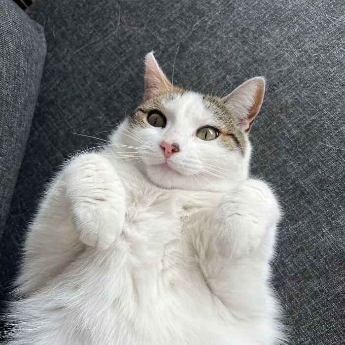 Woman Keeps Traveling By Taking Care Of Other People’s Cats, And These 68 New Pics Show The Reality Of The Job