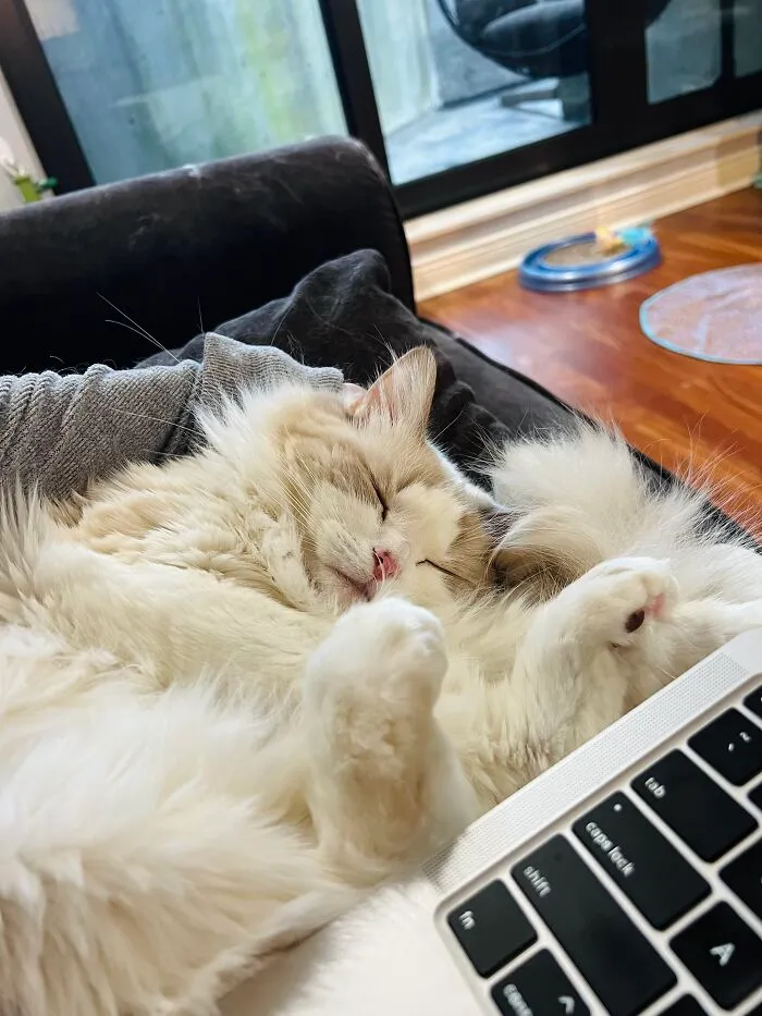 Woman Keeps Traveling By Taking Care Of Other People’s Cats, And These 68 New Pics Show The Reality Of The Job
