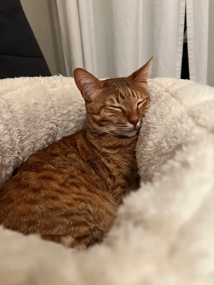 Woman Keeps Traveling By Taking Care Of Other People’s Cats, And These 68 New Pics Show The Reality Of The Job