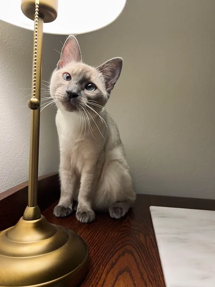 Woman Keeps Traveling By Taking Care Of Other People’s Cats, And These 68 New Pics Show The Reality Of The Job