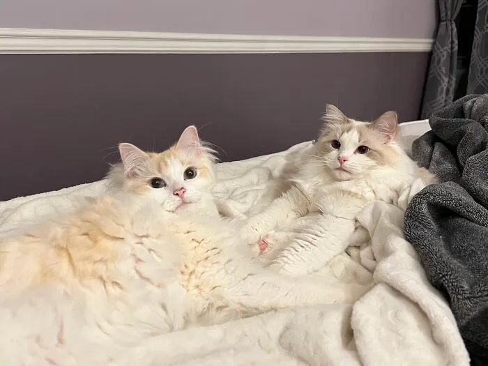 Woman Keeps Traveling By Taking Care Of Other People’s Cats, And These 68 New Pics Show The Reality Of The Job