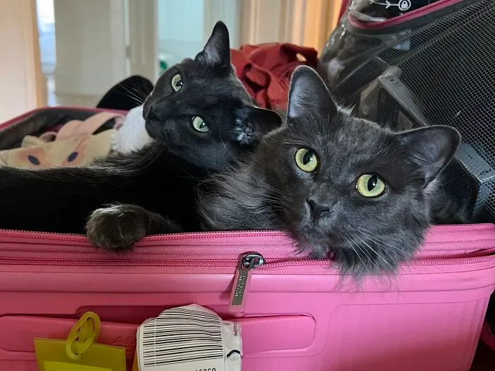 Woman Keeps Traveling By Taking Care Of Other People’s Cats, And These 68 New Pics Show The Reality Of The Job