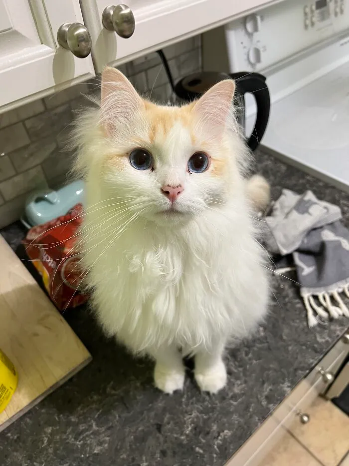 Woman Keeps Traveling By Taking Care Of Other People’s Cats, And These 68 New Pics Show The Reality Of The Job