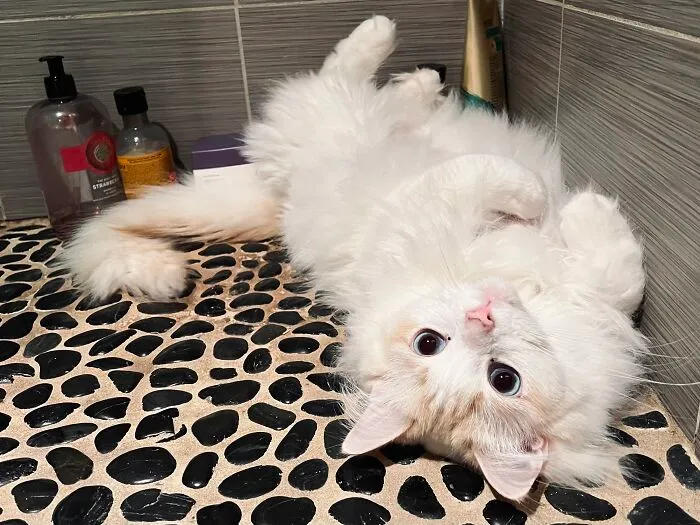 Woman Keeps Traveling By Taking Care Of Other People’s Cats, And These 68 New Pics Show The Reality Of The Job