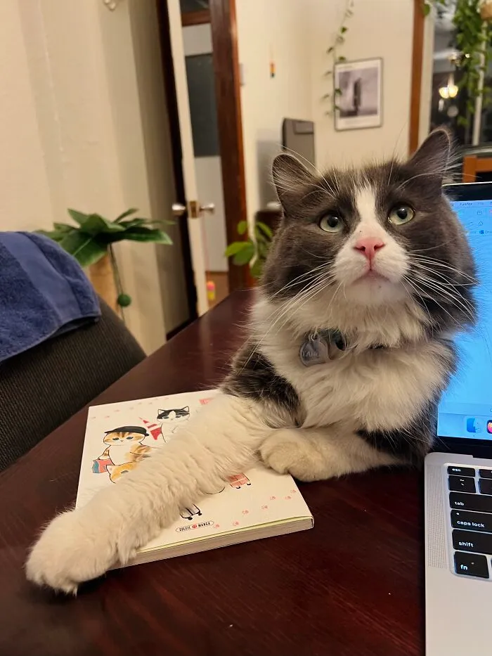 Woman Keeps Traveling By Taking Care Of Other People’s Cats, And These 68 New Pics Show The Reality Of The Job