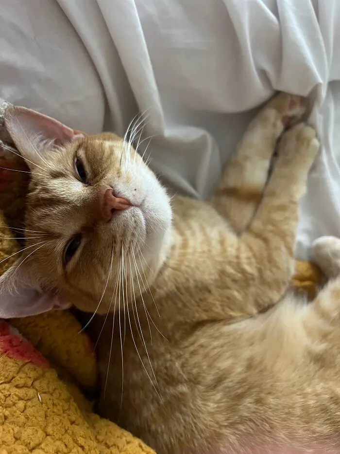 Woman Keeps Traveling By Taking Care Of Other People’s Cats, And These 68 New Pics Show The Reality Of The Job