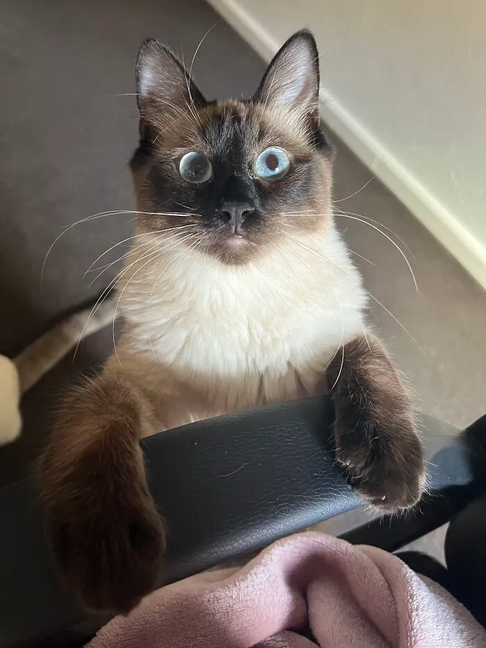 Woman Keeps Traveling By Taking Care Of Other People’s Cats, And These 68 New Pics Show The Reality Of The Job