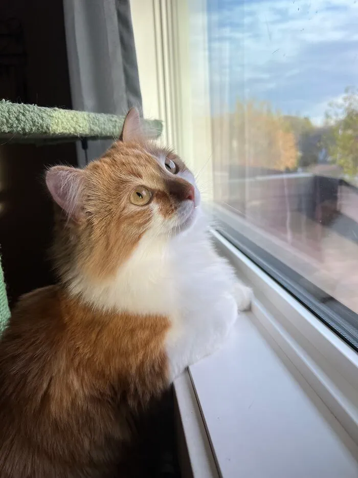Woman Keeps Traveling By Taking Care Of Other People’s Cats, And These 68 New Pics Show The Reality Of The Job