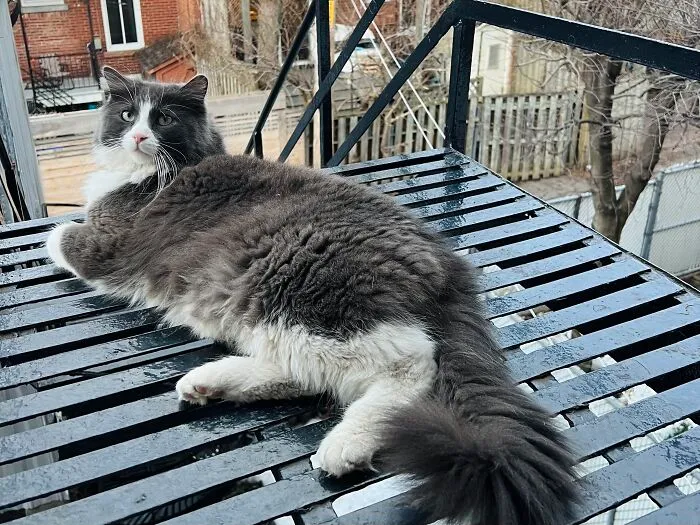 Woman Keeps Traveling By Taking Care Of Other People’s Cats, And These 68 New Pics Show The Reality Of The Job