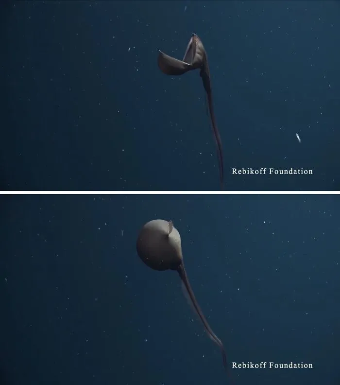 Rare Sighting Of A Pelican Eel. It Can Blow Up Its Mouth, Consuming Squids And Shrimp