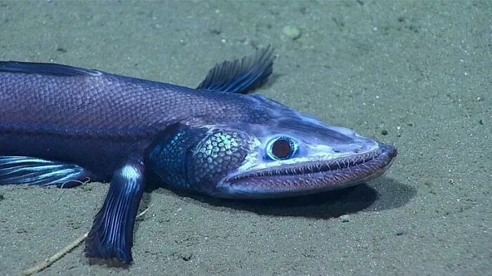 The Lizard Fish. Found 8000 Ft Below
